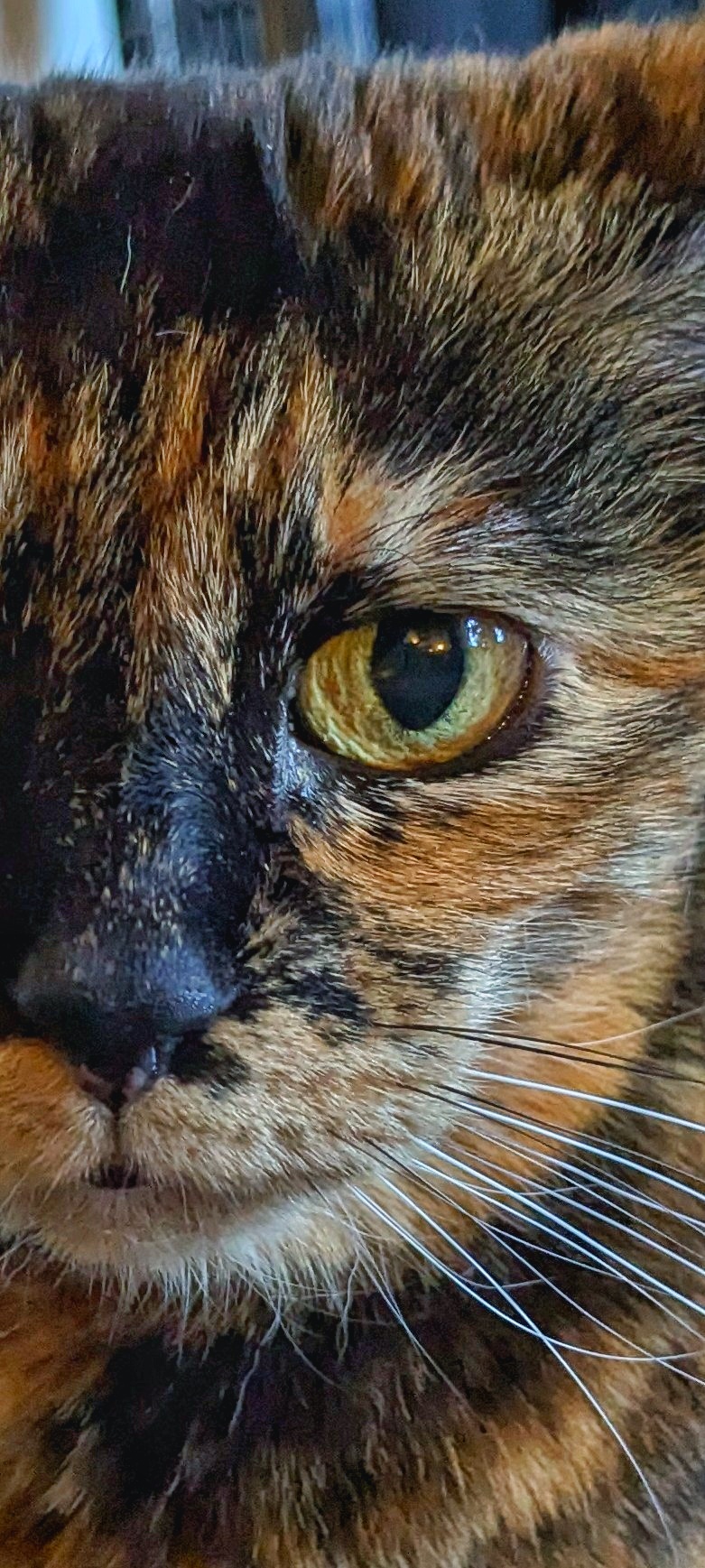 Gremlin the cat