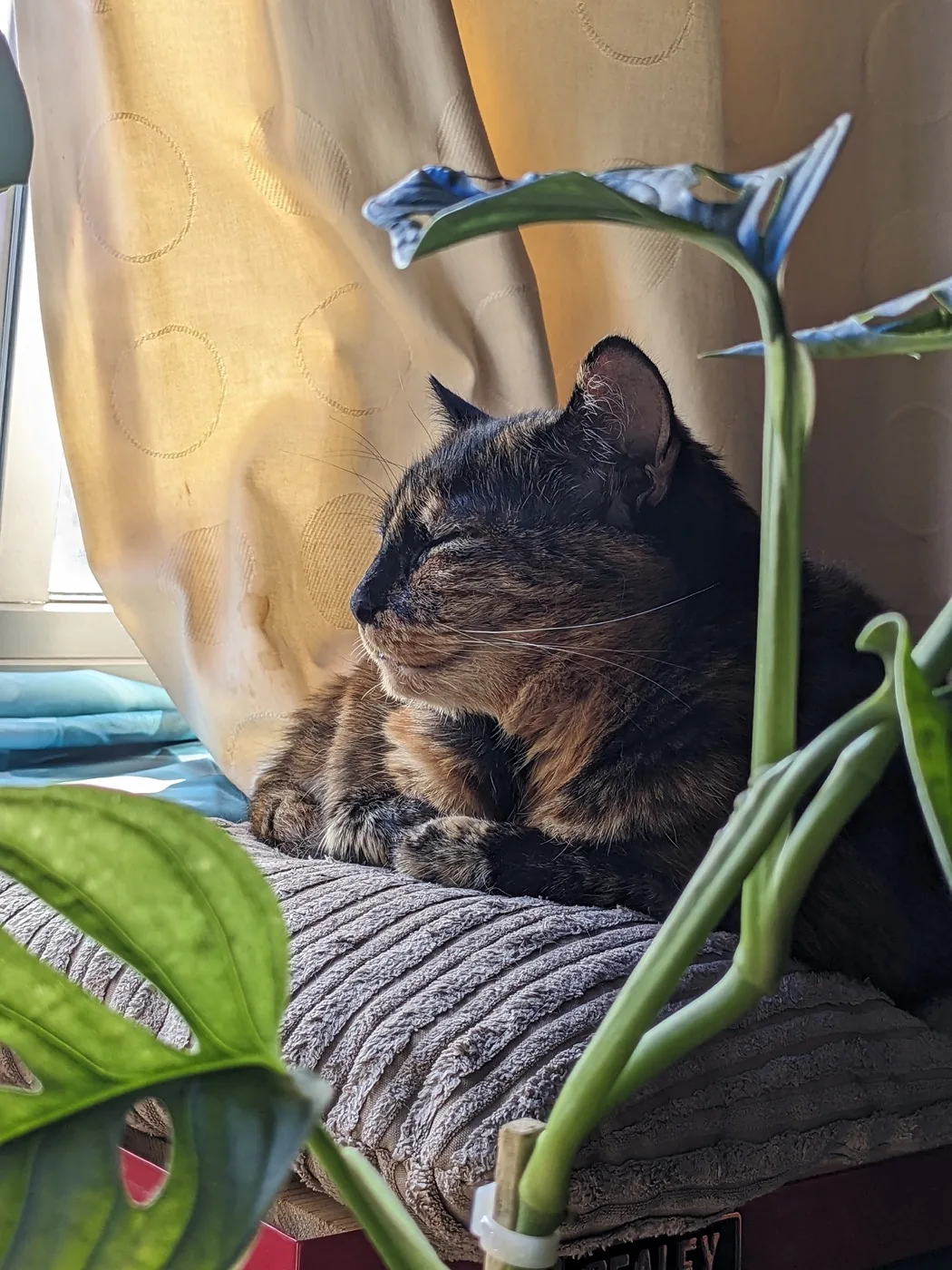 Gremlin