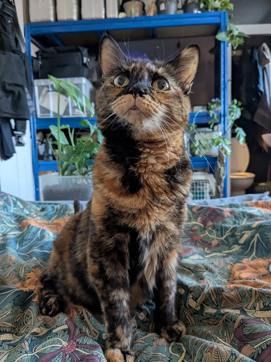 Gremlin